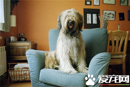伯瑞犬杂交多少钱 参考价格1000到5000元