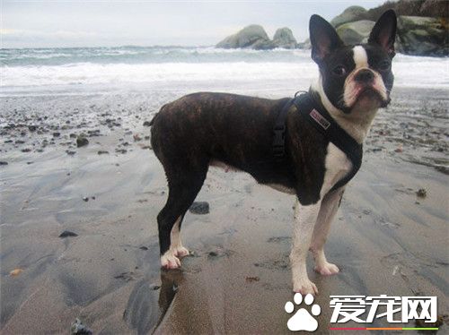 波士顿梗哪里有买 在同城类的网站上可以买到