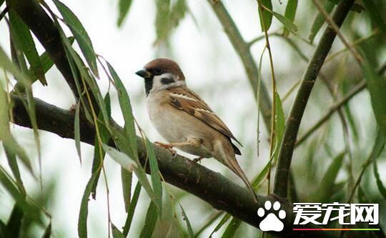 云雀鸟的挑选 云雀鸟的种类分那几种