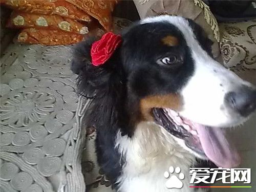 伯恩山犬是什么犬 伯恩山犬是一种大型犬