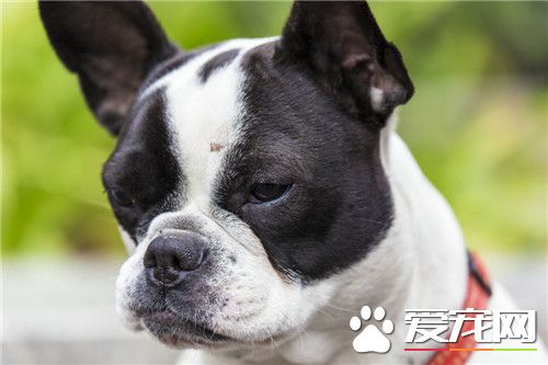 波士顿梗配种要多少钱 看所选的配种犬种来定