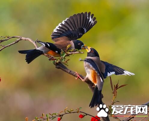 养鸟的风水禁忌 养鸟的风水禁忌有哪些