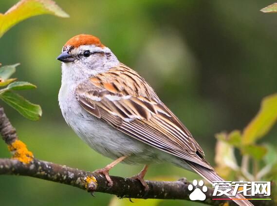 室内养鸟好不好 为什么室内养鸟有害健康