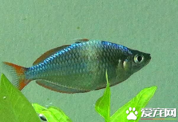 热带鱼招财猫的价格 10厘米也就30到40左右