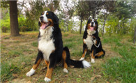 伯恩山犬怎么看好坏 成犬和幼犬的选购方法