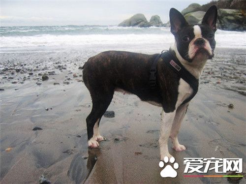 波士顿梗价格多少 售价是一万到一万五左右