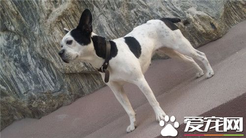 波士顿梗配种要多少钱 看所选的配种犬种来定