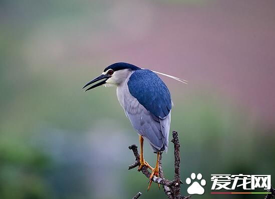 室内养鸟好不好 为什么室内养鸟有害健康