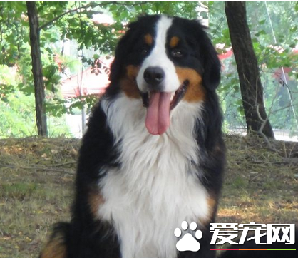 伯恩山犬会有攻击性吗 领地意识很强的动物