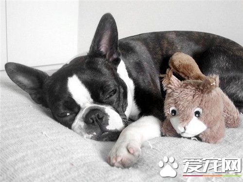 波士顿梗价格多少 售价是一万到一万五左右