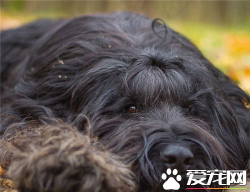 伯瑞犬多少钱一只 伯瑞犬价格在1000到5000元