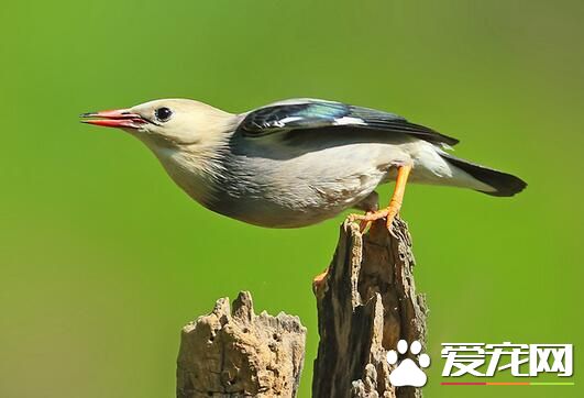 养鸟会得禽流感吗 可能感染H7N9禽流感病毒