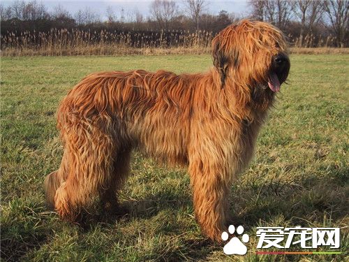伯瑞犬多少钱一只 伯瑞犬价格在1000到5000元
