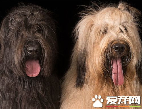 伯瑞犬多少钱一只 伯瑞犬价格在1000到5000元