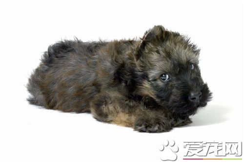 伯瑞犬杂交多少钱 参考价格1000到5000元