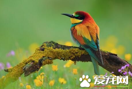 家里养鸟好不好 家庭养鸟的益处及注意问题