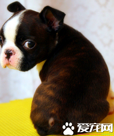 波士顿梗如何训练 乱叫训练时要严厉训斥