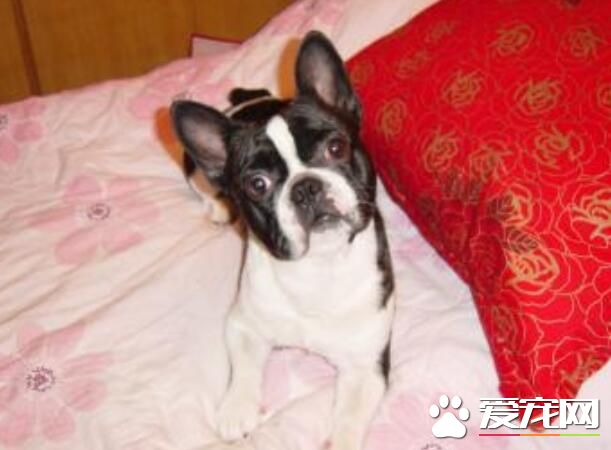 波士顿梗与法斗谁好 波士顿梗与法斗的区别