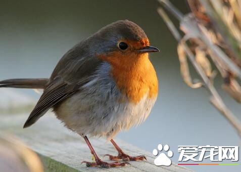 家里养鸟好不好 家庭养鸟的益处及注意问题