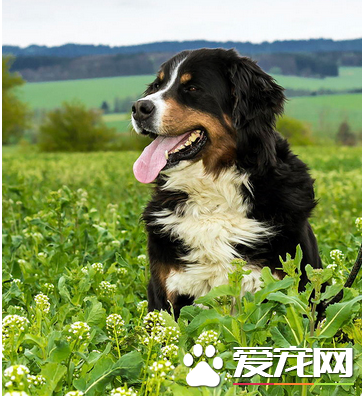 伯恩山犬容易训练吗 伯恩山犬的训练还是要循序渐进