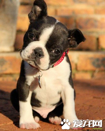 波士顿梗犬贵吗 波士顿多少钱一只