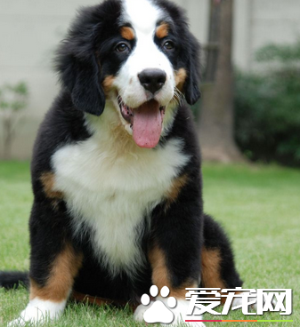 伯恩山犬会乱叫吗 伯恩山犬应当如何喂养