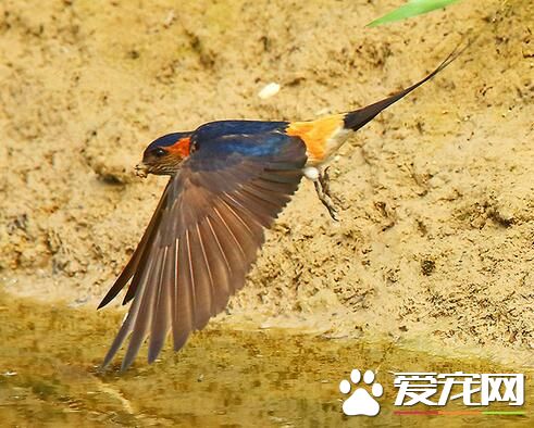 我家养的鸟总是很吵 天亮时候叫的比较欢实