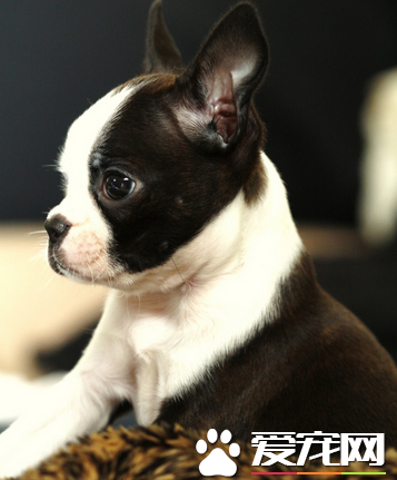 波士顿梗犬贵吗 波士顿多少钱一只