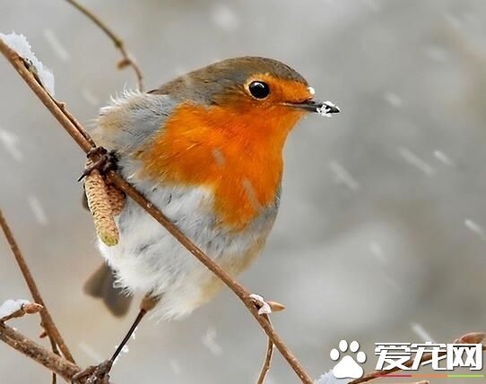 养鸟养什么鸟好 初次养鸟者选养什么鸟比较好