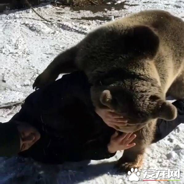 俄罗斯男子把熊当宠物来养 在雪地玩摔跤