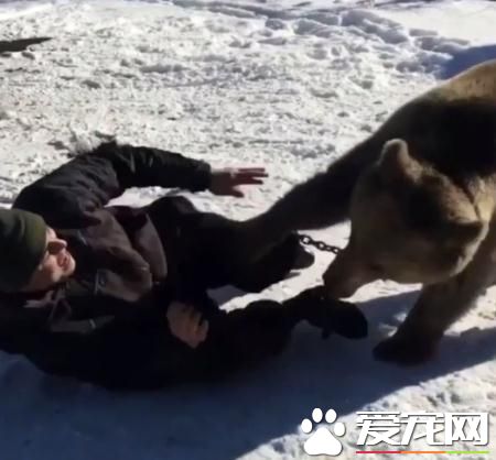 俄罗斯男子把熊当宠物来养 在雪地玩摔跤