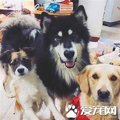 女子为养宠物与父母分居 更是花光每月工资