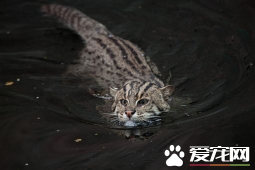 家旁边捡到幼猫 竟是频临物种渔猫