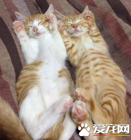 睡觉还能卖萌，也是没谁了