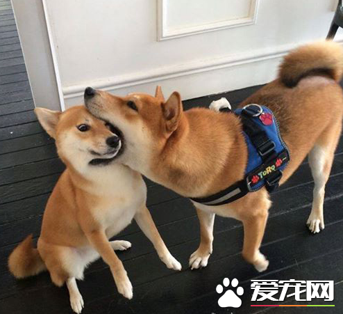 你这大嘴怪，有你这样亲嘴的吗