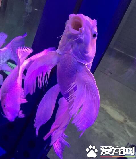 昆明举办宠物博览会 各种萌宠秀绝活