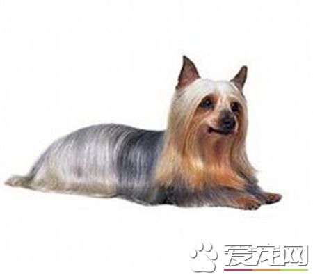 丝毛梗的价格 一般是在2000到25000元左右