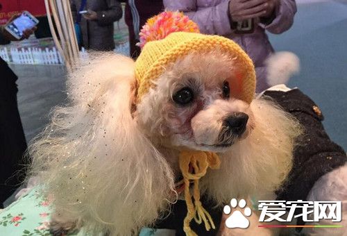 昆明举办宠物博览会 各种萌宠秀绝活