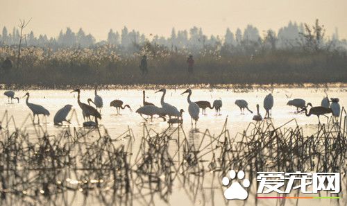 江西藕塘成候鸟的天堂 候鸟引拍鸟者聚集