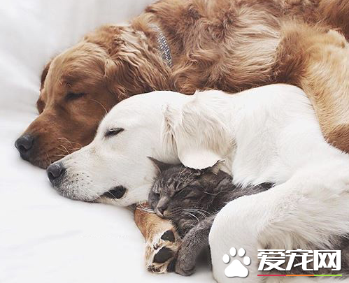 相亲相爱的猫猫狗狗