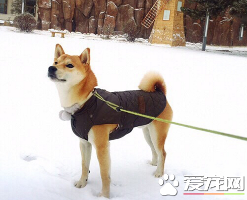 穿上汪的小马褂暖暖的过个冬