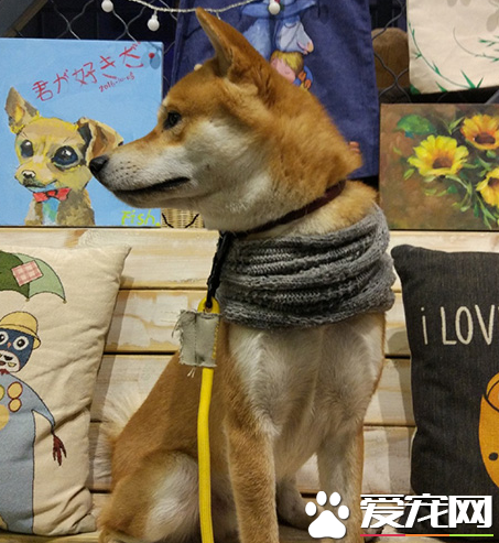 围上围脖，顿时文艺范满满