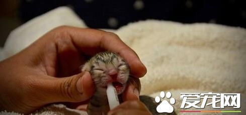 家旁边捡到幼猫 竟是频临物种渔猫