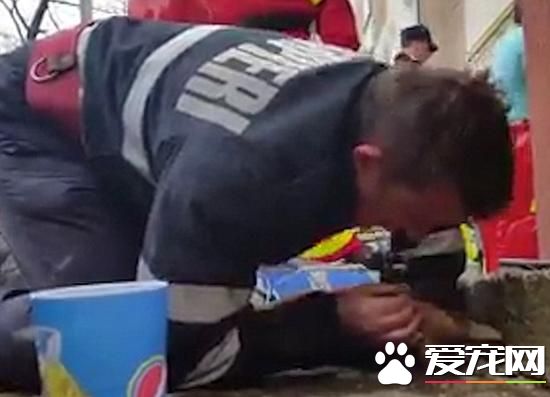 罗马尼亚消防员为救宠物狗 不惜人工呼吸