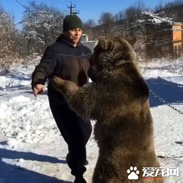俄罗斯男子把熊当宠物来养 在雪地玩摔跤