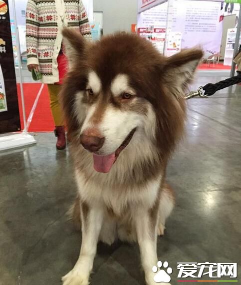 昆明举办宠物博览会 各种萌宠秀绝活