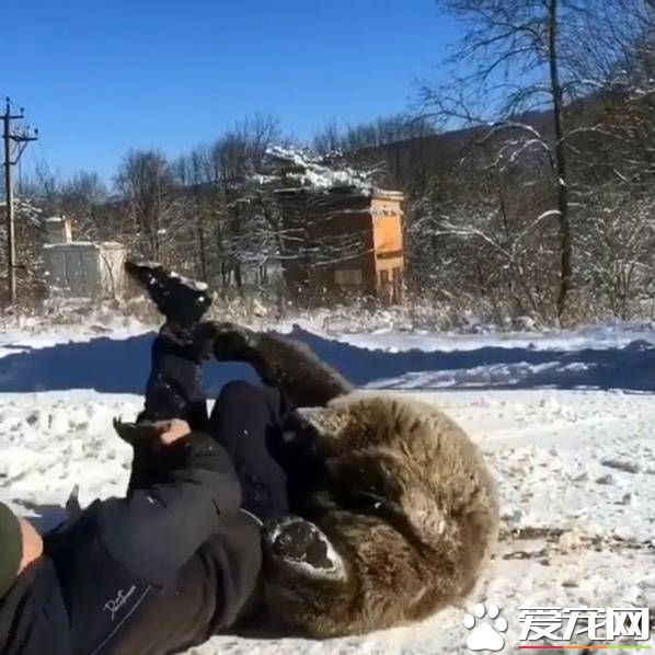 俄罗斯男子把熊当宠物来养 在雪地玩摔跤