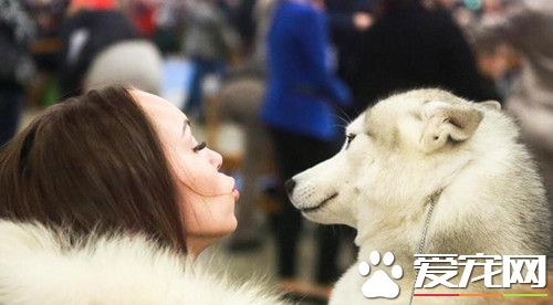 最大规模的宠物展在芬兰盛大举行