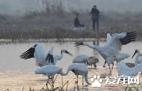 江西藕塘成候鸟的天堂 候鸟引拍鸟者聚集
