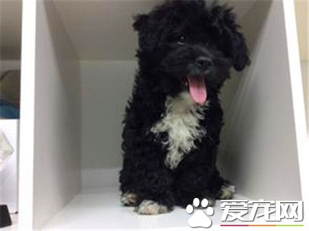 葡萄牙水犬能长多大 理想肩高为22英寸